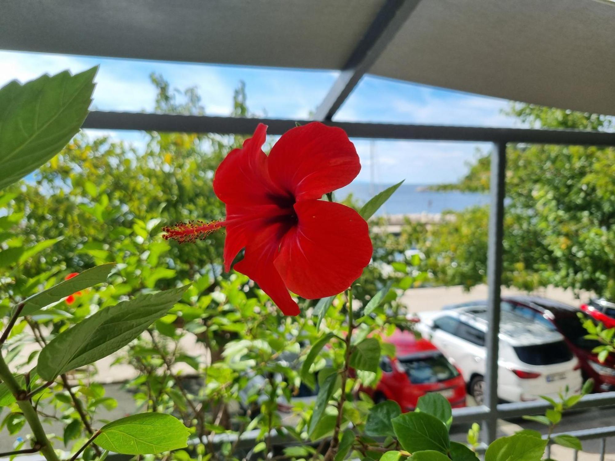 Apartman Ruza Podgora Eksteriør billede